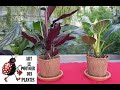 Conseils jardinage pot en fibre de coco  entretien et arrosage  plante verte