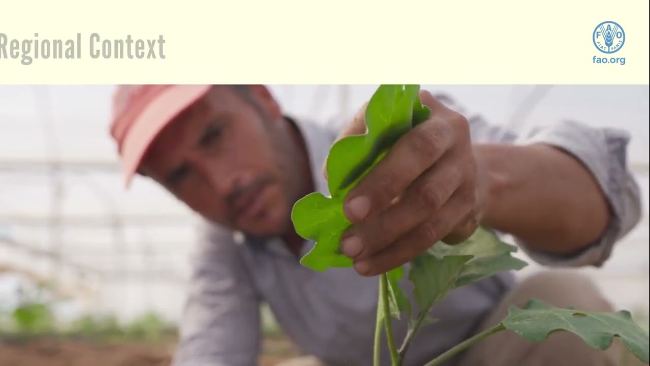 Learning from evaluations of FAO’s work in Europe and Central Asia 2024-2025