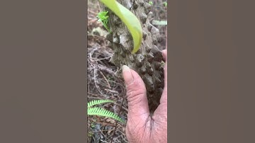 Ai cần Ưng bất bạc rừng