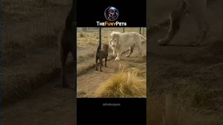 Funny Animal Friendships — Baby Elephant, Giraffe & Dog Moments You’ll Love! 🐘🦒🐶🐱 | 2025 Compilation
