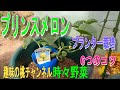【プリンスメロン】プランター栽培 6つのコツ 23/6/10