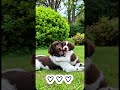 Kleiner Münsterländer Jack mit sich als Welpe