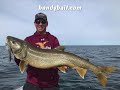 Bondy bait  premium musky pike and lake trout baits