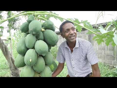 Video: Kuvuna Mbegu - Jinsi ya Kukusanya Mbegu za Maua Bustani