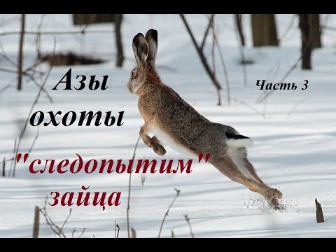 Азы охоты. Ч3. Идем по следу зайца