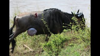 Mara River Crossing   Sept 2019 R2 HD 1080P