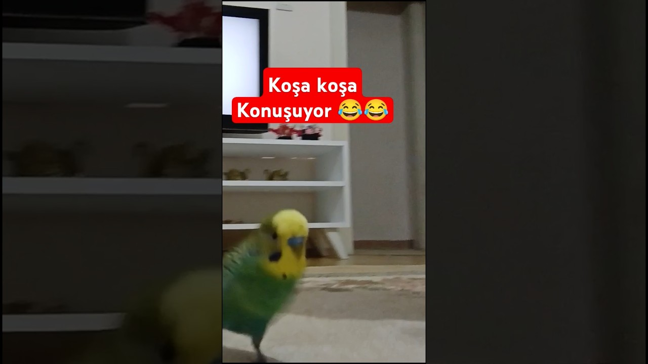 Koşarak Konuşuyor 😂 #muhabbetkuşufıstık #muhabbetkuşu #muhabbetkuslari #birds #kuslar #parrot