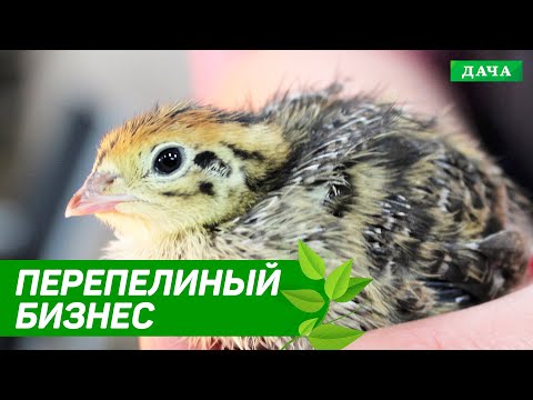 Удачный Бизнес: РАЗВЕДЕНИЕ ПЕРЕПЕЛОВ | Как ухаживать за перепелками