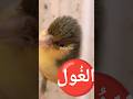 ШЄШєШ ЩЉШЇ Ш Щ Щ Щ Щ Ш Ш рџ ҐЩ Ш ЩѓШ Ш Щ ЩѓЩ Ш Ш ЩЉрџ Ґ Canary Singing Chant Canari Canario Birds Lovebirds Birdsounds ШЄШєШ ЩЉШЇ Ш Щ Щ Щ Щ Ш Ш рџ ҐЩ Ш ЩѓШ Ш Щ ЩѓЩ Ш Ш ЩЉрџ Ґ Canary Singing Chant Canari Canario Birds Lovebirds Birdsounds