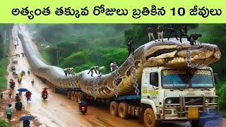 Shortest lifespan animals | Animals with unique abilities | facts in telugu | bmc facts | Telugu