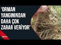 İzmir &#39;de çam kese böcekleri tehdidi altındaki ormanlar için mücadele çağrısı