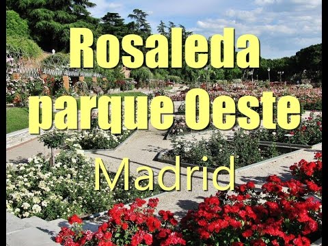 rosaleda parque del oeste rosaleda parque del oeste