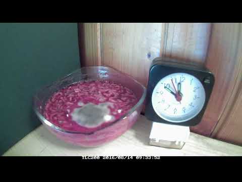 Decomposition of Borsch - time lapse (barszcz czerwony) Mikado Pasta & Basta nudle