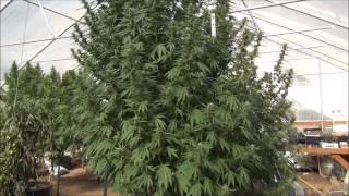 WeedWizards Greenhouse Plants 10052014