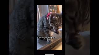 Cats & Pets Against Abuse