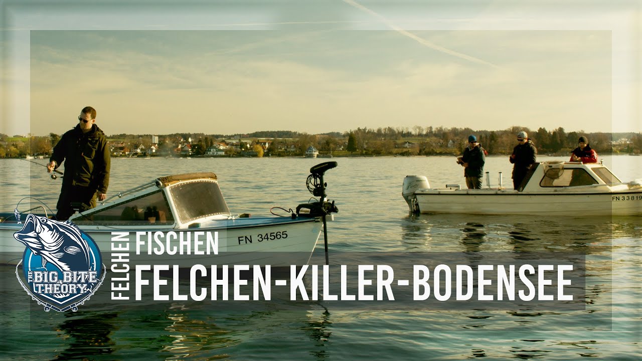 Felchen Killer Bodensee