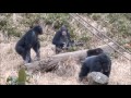 Chimpanzee Decky 1)angry at Bonbon 2)reconciliation 3)grooming session
