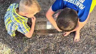 Take a Look at my Insect Collection!