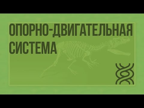 Опорно-двигательная система. Видеоурок по биологии 7 класс