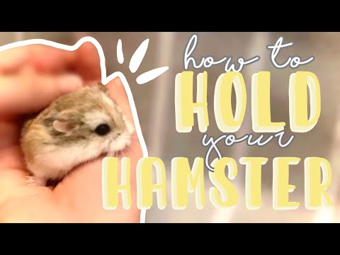 How to HOLD your HAMSTER! + Tips!!
