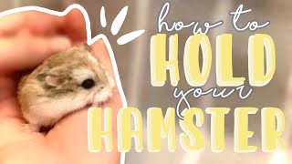 How to HOLD your HAMSTER! + Tips!!
