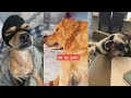 Funny Animals 2021, Смешные Животные, Приколы с животными, Собаки/Dogs #3