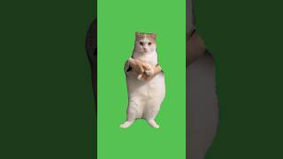 Cat Dancing to EDM #greenscreen #greenscreenmeme  #cat #catmeme #dance #dancing #meme #memes #viral