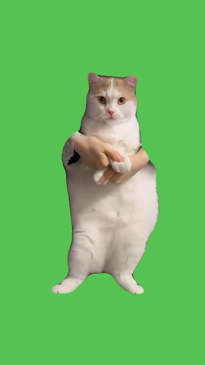 Cat Dancing to EDM #greenscreen #greenscreenmeme  #cat #catmeme #dance #dancing #meme #memes #viral
