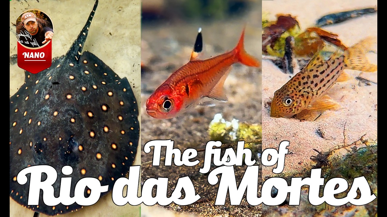 The Fish of Rio das Mortes – Brazil’s Hidden Aquatic Treasure