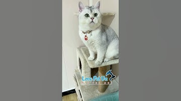 Khoảnh Khắc Hài Hước - Đáng Yêu - Thú Cưng #lovepetvn #thucandochoichomeo 0524035[Love Pet Việt Nam]