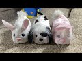 Furreal friends furry frenzies unboxing demonstration review  comparison with zhu zhu pets