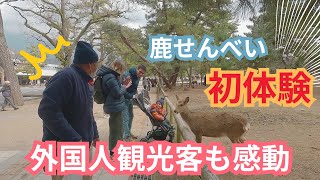 【奈良公園】奈良の鹿と観光客の楽しいふれあい | nara deer park