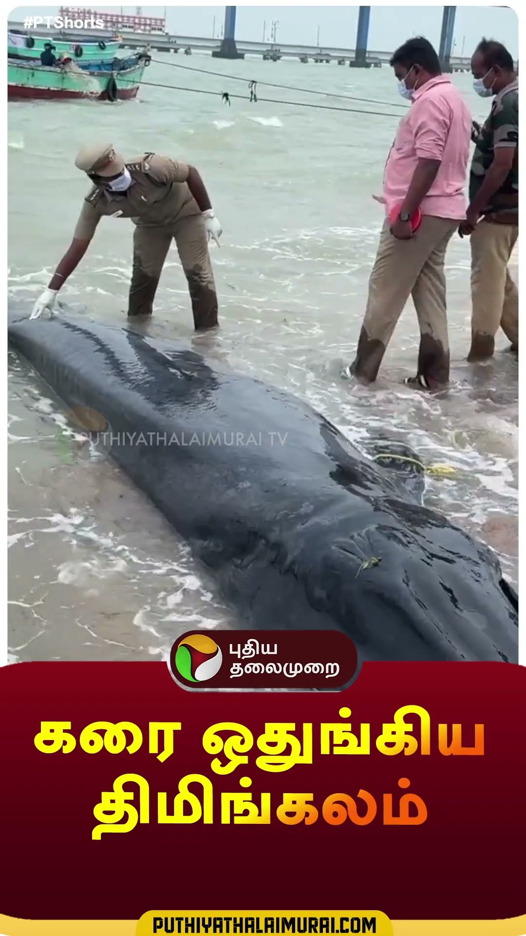 கரை ஒதுங்கிய திமிங்கலம் | #shorts | #bluewhale