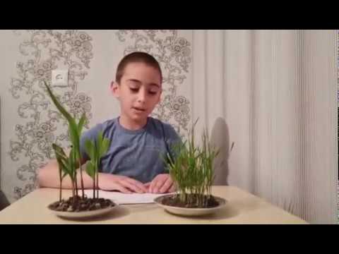 ნიკოლოზ მოდებაძე. კომპლექსური დავალება- მარცვლეული კულტურების ზრდა განვითარება