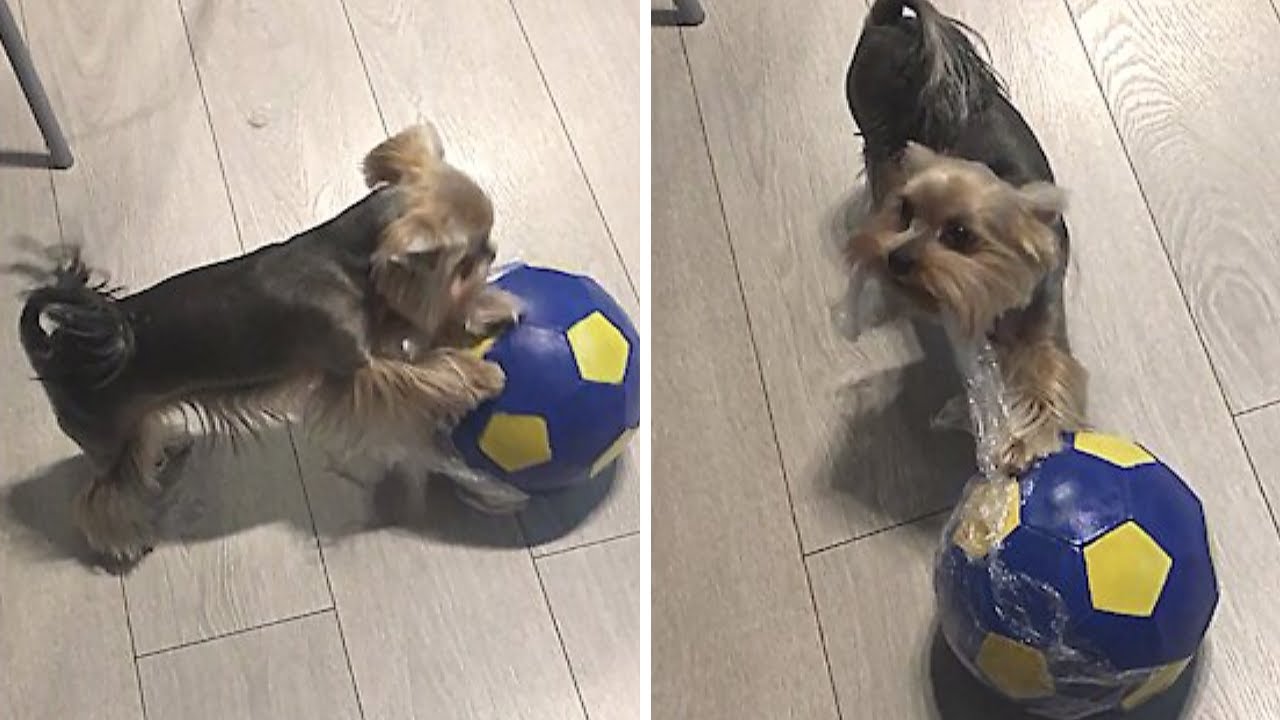 Energetic Yorkie can't wait to unwrap new soccer ball YouTube