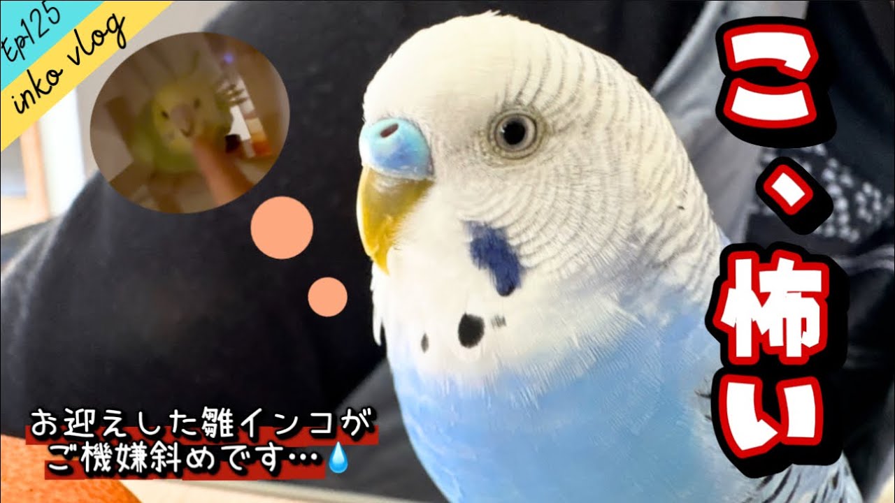 inko vlog】寝起きで機嫌が悪い弟インコ【Ep.125】 - YouTube