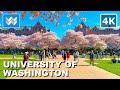4k uw cherry blossom  the quad  university of washington seattle spring 2024 campus walking tour