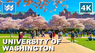 [4K] UW Cherry Blossom  The Quad  University of Washington Seattle Spring 2024 Campus Walking Tour
