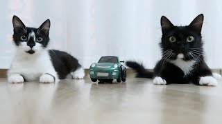 Cats chasing the toy car playing ievan polkka | Uni and Nami | Catz Club