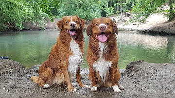 Tollers Loki & Styx in the forest, Nova Scotia Duck Tolling Retrievers