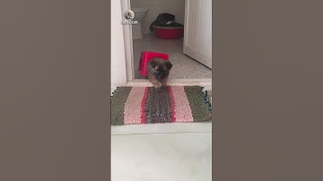 Sen kiểu thấy cũng tội mà thôi cười trước đã #funny #clipvui #memes #giaitri