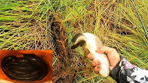 Câu cá lóc mùa lũ cùng các bạn | test dây pe 0.6 | Long chu du fishing