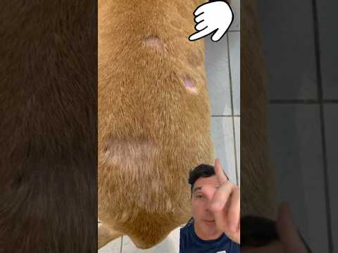 Video: Psí alopecie