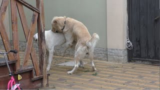 The Turkish Akbash and the Central Asian Shepherd are a very beautiful pair of huge dogs.