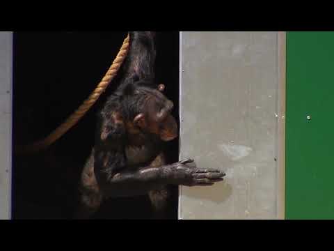 Gut Aiderbichl Affen-Refugium Schimpansen im Außengehege