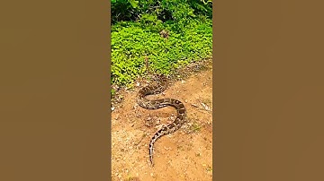 Indian Rock paython Release forest area 🥰 #paython #ajgar #release