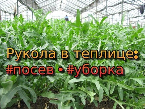 Video: Рукола кошулган картошканын шорпосу