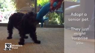 Senior Pets PSA