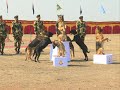 BSF Dog Training Video ।। Border Security Force ।। Indian Army  Trained Dog