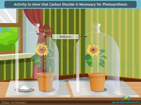 Video: Kāpēc oglekļa dioksīds ir nepieciešams fotosintēzei?